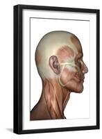 Human Anatomy of Male Facial Muscles, Profile View-null-Framed Art Print