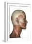 Human Anatomy of Male Facial Muscles, Profile View-null-Framed Art Print