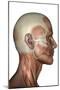 Human Anatomy of Male Facial Muscles, Profile View-null-Mounted Art Print