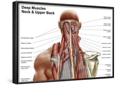 Raps About Human A And P Muscle : The Muscles Of The Trunk Human