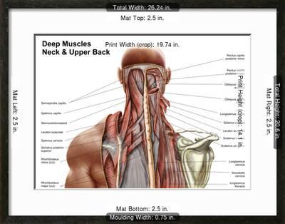 Human Anatomy Showing Deep Muscles In The Neck And Upper Back Poster Allposters Com