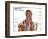 Human Anatomy Showing Deep Muscles in the Neck and Upper Back-null-Framed Art Print