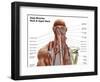 Human Anatomy Showing Deep Muscles in the Neck and Upper Back-null-Framed Art Print