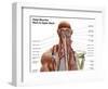 Human Anatomy Showing Deep Muscles in the Neck and Upper Back-null-Framed Art Print