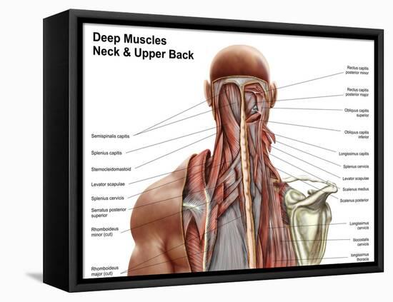 Human Anatomy Showing Deep Muscles in the Neck and Upper Back-null-Framed Stretched Canvas