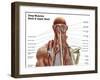 Human Anatomy Showing Deep Muscles in the Neck and Upper Back-null-Framed Art Print