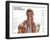 Human Anatomy Showing Deep Muscles in the Neck and Upper Back-null-Framed Art Print