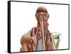 Human Anatomy Showing Deep Muscles in the Neck and Upper Back-null-Framed Stretched Canvas