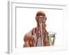 Human Anatomy Showing Deep Muscles in the Neck and Upper Back-null-Framed Art Print