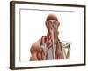 Human Anatomy Showing Deep Muscles in the Neck and Upper Back-null-Framed Art Print