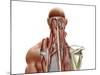 Human Anatomy Showing Deep Muscles in the Neck and Upper Back-null-Mounted Art Print