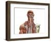 Human Anatomy Showing Deep Muscles in the Neck and Upper Back-null-Framed Art Print