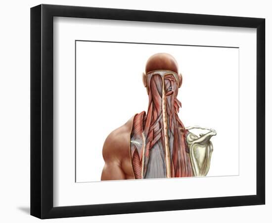 Human Anatomy Showing Deep Muscles in the Neck and Upper Back-null-Framed Art Print