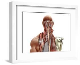 Human Anatomy Showing Deep Muscles in the Neck and Upper Back-null-Framed Art Print