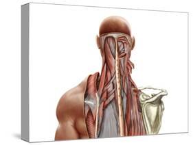 Human Anatomy Showing Deep Muscles in the Neck and Upper Back-null-Stretched Canvas
