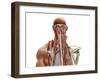 Human Anatomy Showing Deep Muscles in the Neck and Upper Back-null-Framed Art Print