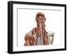 Human Anatomy Showing Deep Muscles in the Neck and Upper Back-null-Framed Art Print