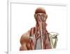 Human Anatomy Showing Deep Muscles in the Neck and Upper Back-null-Framed Art Print