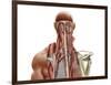 Human Anatomy Showing Deep Muscles in the Neck and Upper Back-null-Framed Art Print