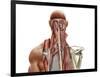 Human Anatomy Showing Deep Muscles in the Neck and Upper Back-null-Framed Art Print