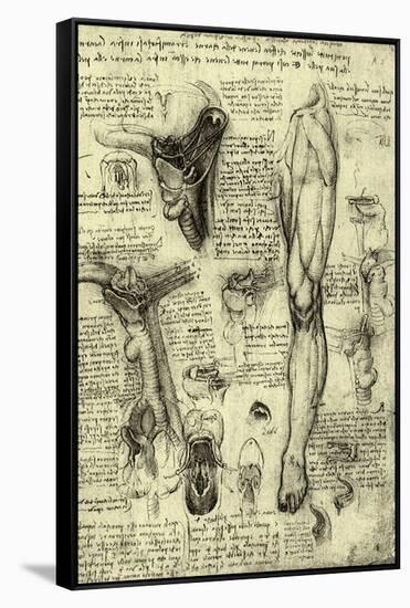 Human Anatomy-Leonardo da Vinci-Framed Stretched Canvas