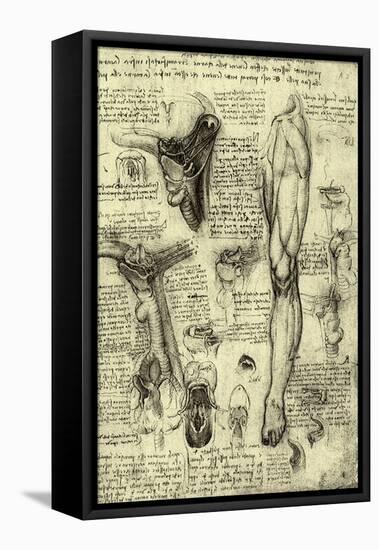 Human Anatomy-Leonardo da Vinci-Framed Stretched Canvas