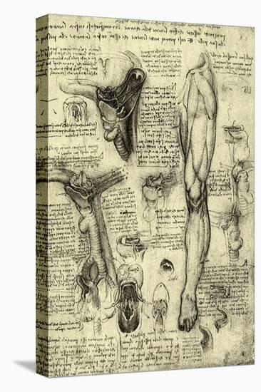 Human Anatomy-Leonardo da Vinci-Stretched Canvas