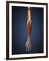 Human Arm with Bone, Muscles and Nerves-Stocktrek Images-Framed Art Print