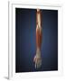 Human Arm with Bone, Muscles and Nerves-Stocktrek Images-Framed Art Print