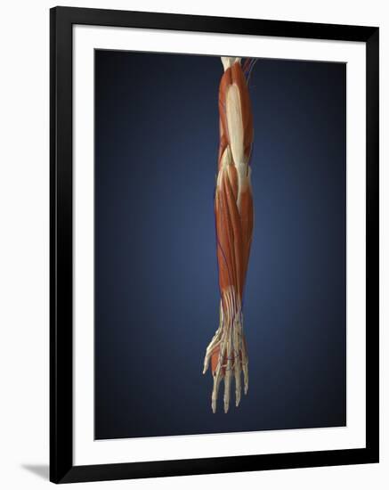 Human Arm with Bone, Muscles and Nerves-Stocktrek Images-Framed Art Print