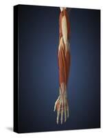 Human Arm with Bone, Muscles and Nerves-Stocktrek Images-Stretched Canvas