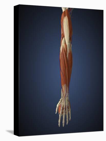 Human Arm with Bone, Muscles and Nerves-Stocktrek Images-Stretched Canvas