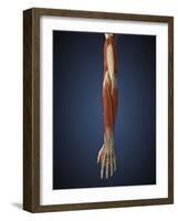 Human Arm with Bone, Muscles and Nerves-Stocktrek Images-Framed Art Print