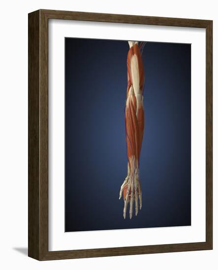 Human Arm with Bone, Muscles and Nerves-Stocktrek Images-Framed Art Print