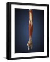 Human Arm with Bone, Muscles and Nerves-Stocktrek Images-Framed Art Print