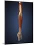 Human Arm with Bone, Muscles and Nerves-Stocktrek Images-Mounted Art Print