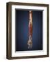 Human Arm with Bone, Muscles and Nerves-Stocktrek Images-Framed Art Print