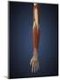 Human Arm with Bone, Muscles and Nerves-Stocktrek Images-Mounted Art Print