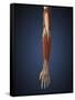 Human Arm with Bone, Muscles and Nerves-Stocktrek Images-Framed Stretched Canvas