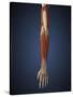 Human Arm with Bone, Muscles and Nerves-Stocktrek Images-Stretched Canvas