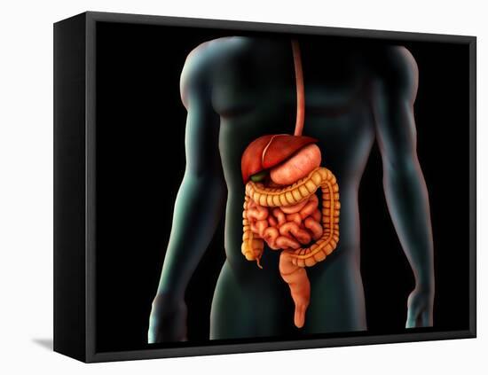 Human Body And Digestive System, Perspective View-Stocktrek Images-Framed Stretched Canvas