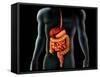 Human Body And Digestive System, Perspective View-Stocktrek Images-Framed Stretched Canvas