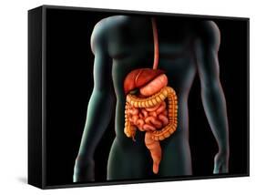 Human Body And Digestive System, Perspective View-Stocktrek Images-Framed Stretched Canvas