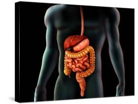 Human Body And Digestive System, Perspective View-Stocktrek Images-Stretched Canvas