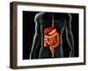 Human Body And Digestive System, Perspective View-Stocktrek Images-Framed Premium Photographic Print