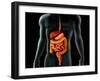 Human Body And Digestive System, Perspective View-Stocktrek Images-Framed Premium Photographic Print