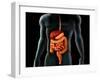 Human Body And Digestive System, Perspective View-Stocktrek Images-Framed Premium Photographic Print