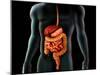 Human Body And Digestive System, Perspective View-Stocktrek Images-Mounted Premium Photographic Print