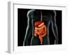 Human Body And Digestive System, Perspective View-Stocktrek Images-Framed Photographic Print