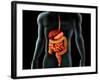 Human Body And Digestive System, Perspective View-Stocktrek Images-Framed Photographic Print